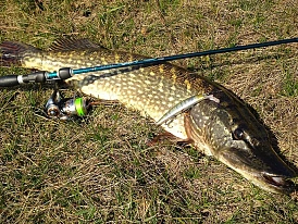 Ловля щуки в 2026 году: Тактика и приманки для грозы водоемов от FishermanPro Ловля щуки в 2026 году: Тактика и приманки для грозы водоемов от FishermanPro